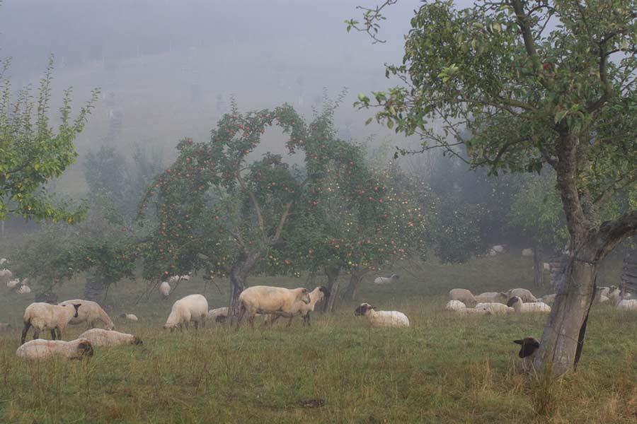Äpfelbäume in der Streuobstwiese